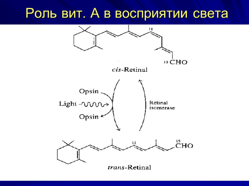Роль вит. А в восприятии света Роль вит. А в восприятии света